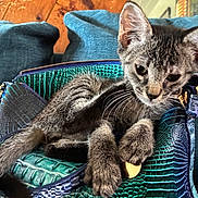 Tiger is registered to the contest to win money with this photo: cat, kitten, tabby, pet, animal, feline, indoor, bag, purse, leather, texture, green, blue, cushion, wood, curious, ears, whiskers, closeup, cute