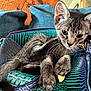 animal, bag, blue, cat, closeup, curious, cushion, cute, ears, feline, green, indoor, kitten, leather, pet, purse, tabby, texture, whiskers, wood