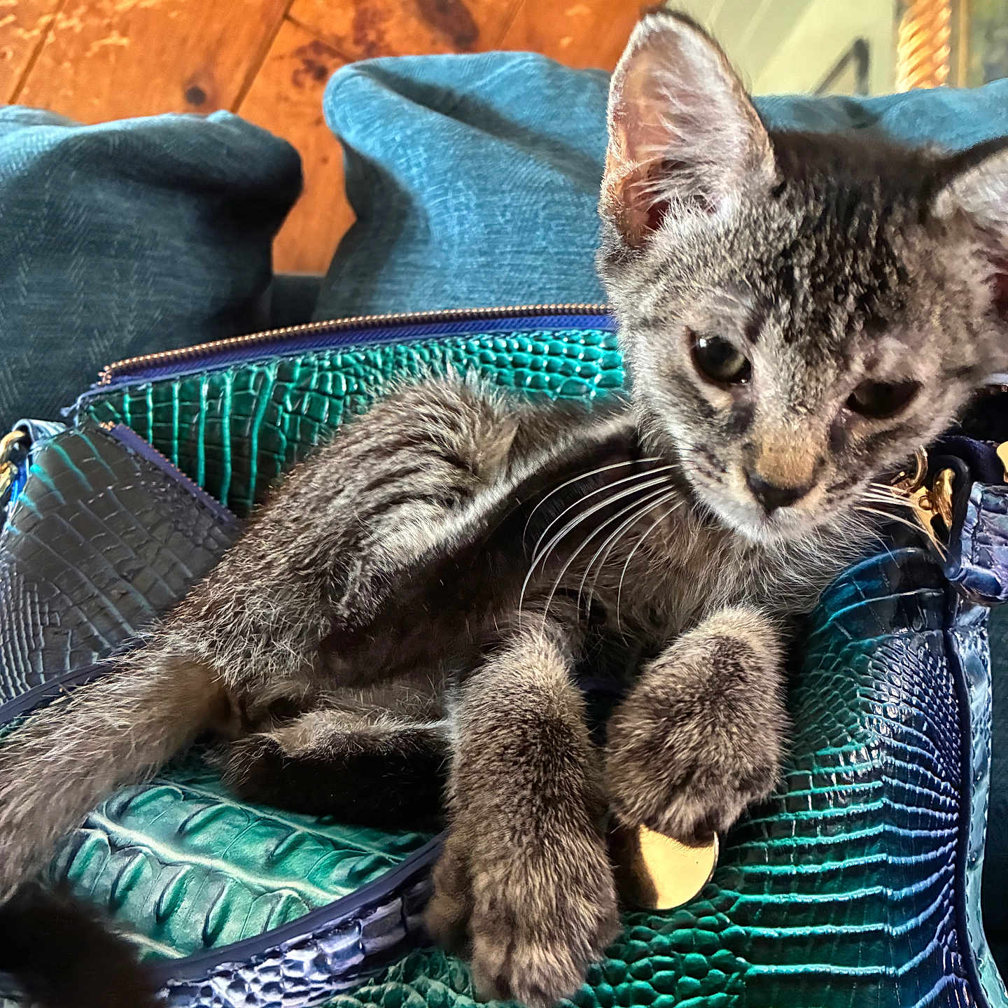 Tiger is registered to the contest to win money with this photo: animal, bag, blue, cat, closeup, curious, cushion, cute, ears, feline, green, indoor, kitten, leather, pet, purse, tabby, texture, whiskers, wood