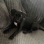 Milo is registered to the contest to win money with this photo: animal, black_dog, canine, companion, couch, cozy, curious, cute, dog, domestic, fur, home, indoor, looking, pet, puppy, relaxing, seated, texture, young_dog