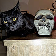 Tasty participe au concours pour gagner de l'argent avec cette photo : black_cat, cat, skull, table, indoor, yellow_eyes, wooden_surface, decoration, pet, animal, curious, dark_fur, closeup, feline, home, plant, glass, background, still_life, shadow