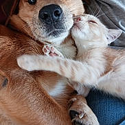 Harley participe au concours pour gagner de l'argent avec cette photo : dog, kitten, cat, close_up, snuggling, affection, paw, fur, pet, animal, sleeping, cute, friendship, cuddle, companion, warmth, resting, domestic_animal, indoor, relaxation