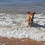 Harley participe au concours pour gagner de l'argent avec cette photo : dog, beach, water, waves, sand, animal, playful, running, outdoor, sea, ocean, wet, happy, summer, nature, pet, motion, fun, canine, sunlight