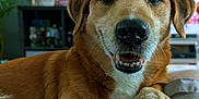 Harley participe au concours pour gagner de l'argent avec cette photo : dog, pet, smiling, indoor, brown_fur, friendly, canine, close_up, portrait, relaxed, paw, cozy, home, furniture, plant, shelf, blurry_background, animal, companion, cute