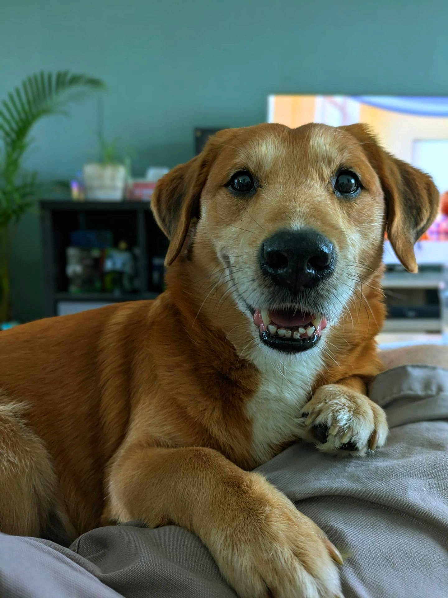 Harley participe au concours pour gagner de l'argent avec cette photo : dog, pet, smiling, indoor, brown_fur, friendly, canine, close_up, portrait, relaxed, paw, cozy, home, furniture, plant, shelf, blurry_background, animal, companion, cute