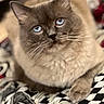 cat, blue_eyes, gray_fur, close_up, portrait, pet, animal, whiskers, ears, paws, sitting, lying_down, indoors, blanket, patterned_fabric, black_and_white, soft_lighting, focused, fluffy, home
