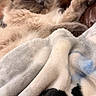 Goofy is registered to the contest to win money with this photo: cat, fluffy, long_hair, pet, feline, sleepy, relaxed, stretching, paw, whiskers, blue_eyes, brown_fur, blanket, leather_chair, indoor, cozy, lounging, portrait, home, cute