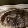 Goofy is registered to the contest to win money with this photo: cat, sleeping, curled_up, pet, feline, blue_gray_fur, whiskers, ears, eyes, animal, cozy, pet_bed, cushion, indoors, home, soft, relaxed, portrait, close_up, side_eye