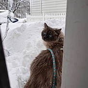 Goofy is registered to the contest to win money with this photo: cat, animal, pet, snow, winter, outdoor, cold, blue_eyes, fluffy, fur, harness, leash, doorway, house, porch, snowflakes, standing, portrait, nature, black_and_white