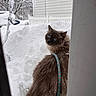 cat, animal, pet, snow, winter, outdoor, cold, blue_eyes, fluffy, fur, harness, leash, doorway, house, porch, snowflakes, standing, portrait, nature, black_and_white
