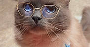 Goofy joined the competition — help win amazing prizes! cat, kitten, fluffy, blue_eyes, glasses, bandana, collar, pet, portrait, sitting, indoor, floor, tile, furniture, chair, whiskers, ears, fur, cute, fashion