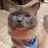 cat, kitten, fluffy, blue_eyes, glasses, bandana, collar, pet, portrait, sitting, indoor, floor, tile, furniture, chair, whiskers, ears, fur, cute, fashion