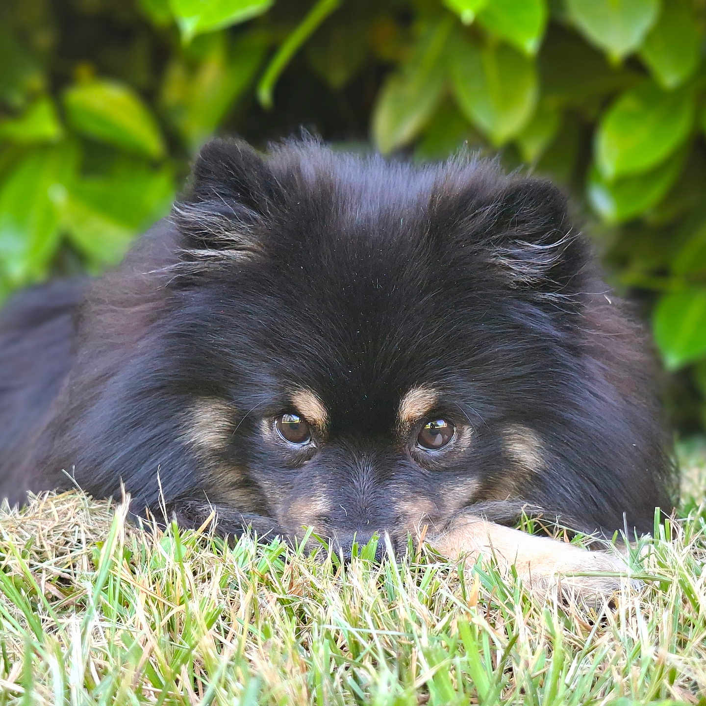 Tobi a rejoint le concours — aidez-le/la à gagner de superbes lots ! animal, black_fur, canine, close_up, curious, cute, dog, ears, eyes, face, fluffy, grass, greenery, laying_down, leafy_background, nature, outdoor, pet, snout, tan_fur
