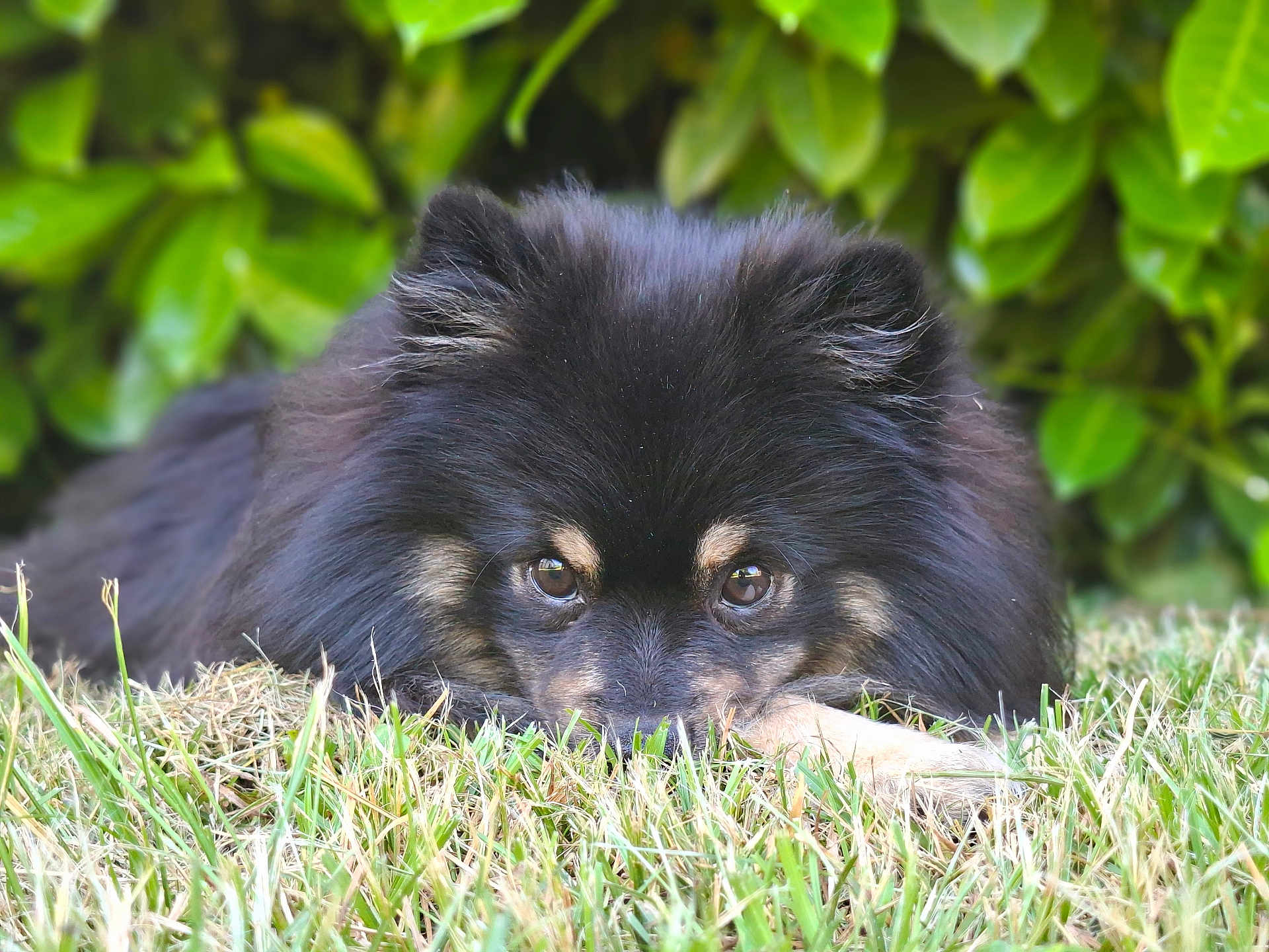 Tobi a rejoint le concours — aidez-le/la à gagner de superbes lots ! animal, black_fur, canine, close_up, curious, cute, dog, ears, eyes, face, fluffy, grass, greenery, laying_down, leafy_background, nature, outdoor, pet, snout, tan_fur