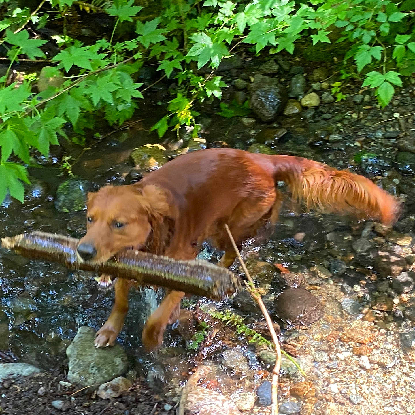 Jeffy is registered to the contest to win money with this photo: active, animal, canine, creek, dog, forest, golden_retriever, greenery, happy, leaves, motion_blur, nature, outdoor, pet, playful, rocks, stick, summer, water, wet