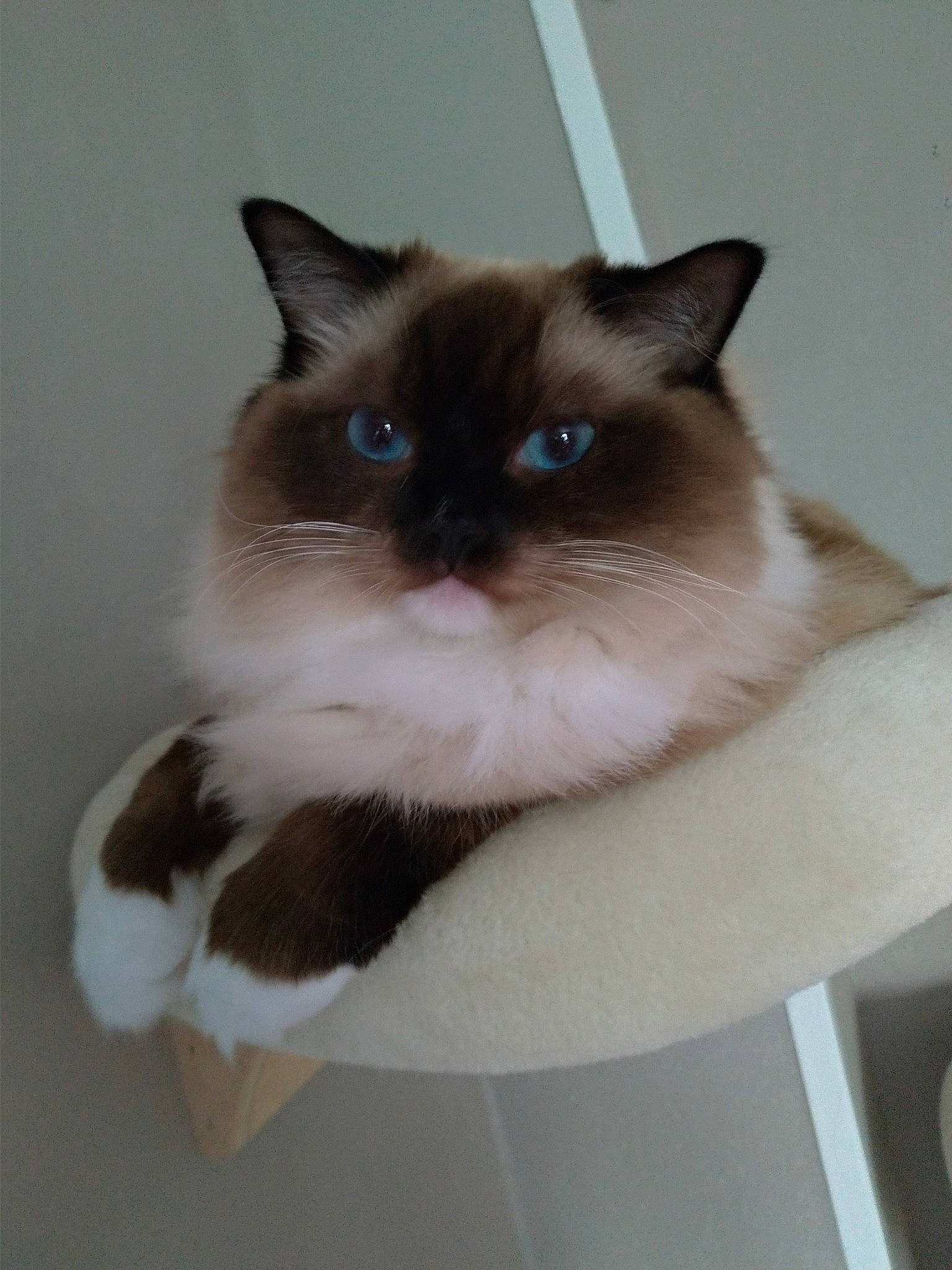 Freya participe au concours pour gagner de l'argent avec cette photo : balinese, birman, box, carnivore, cat, eye, fawn, felidae, flooring, fur, head, iris, mammal, paper_product, siamese, small_to_medium_sized_cats, snout, thai, whiskers