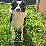 Simba a rejoint le concours — aidez-le/la à gagner de superbes lots ! alert, animal, black_and_white, border_collie, canine, cute, daylight, dog, fence, grass, greenery, happy, house, mammal, nature, outdoor, pet, plant, sunny, yard