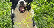 Simba a rejoint le concours — aidez-le/la à gagner de superbes lots ! animal, border_collie, daylight, dog, fence, fun, grass, greenery, happy, lawn, nature, open_mouth, outdoor, paw, person_hand, pet, playing, sunlight, tongue, yard