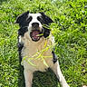Simba a rejoint le concours — aidez-le/la à gagner de superbes lots ! animal, border_collie, daylight, dog, fence, fun, grass, greenery, happy, lawn, nature, open_mouth, outdoor, paw, person_hand, pet, playing, sunlight, tongue, yard