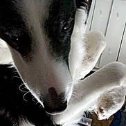 Simba a rejoint le concours — aidez-le/la à gagner de superbes lots ! black_and_white, cabinets, close_up, dog, dogs, emoji, eyes, fur, furniture, indoor, kitchen, long_hair, lying_down, nose, pet, phone_screenshot, portrait, snout, social_media, white