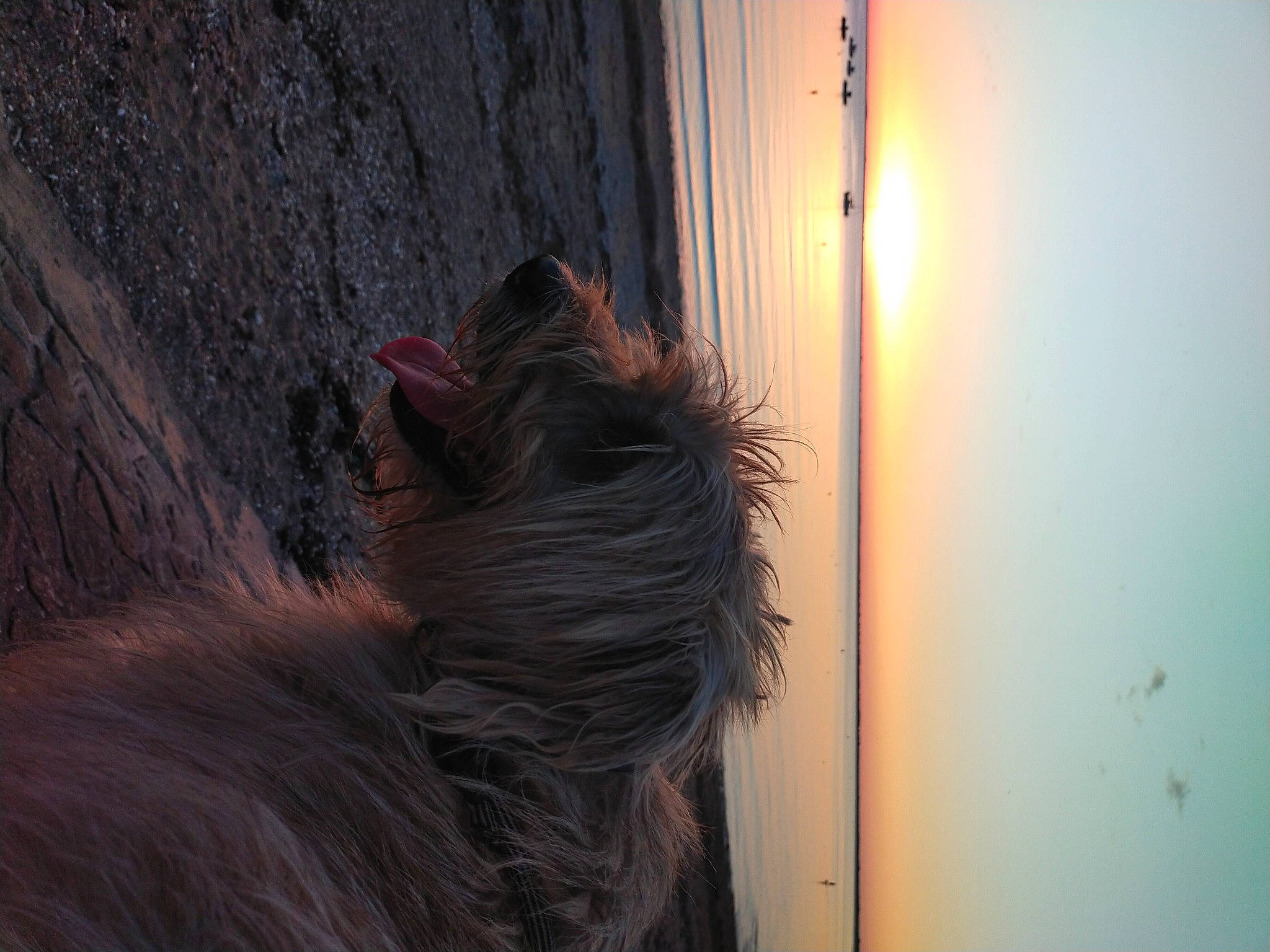 Syrius participe au concours pour gagner de l'argent avec cette photo : astronomical_object, carnivore, darkness, dog, dog_breed, electricity, evening, fur, heat, landscape, liver, shadow, sky, small_to_medium_sized_cats, sporting_group, tail, tints_and_shades, whiskers, window, wood