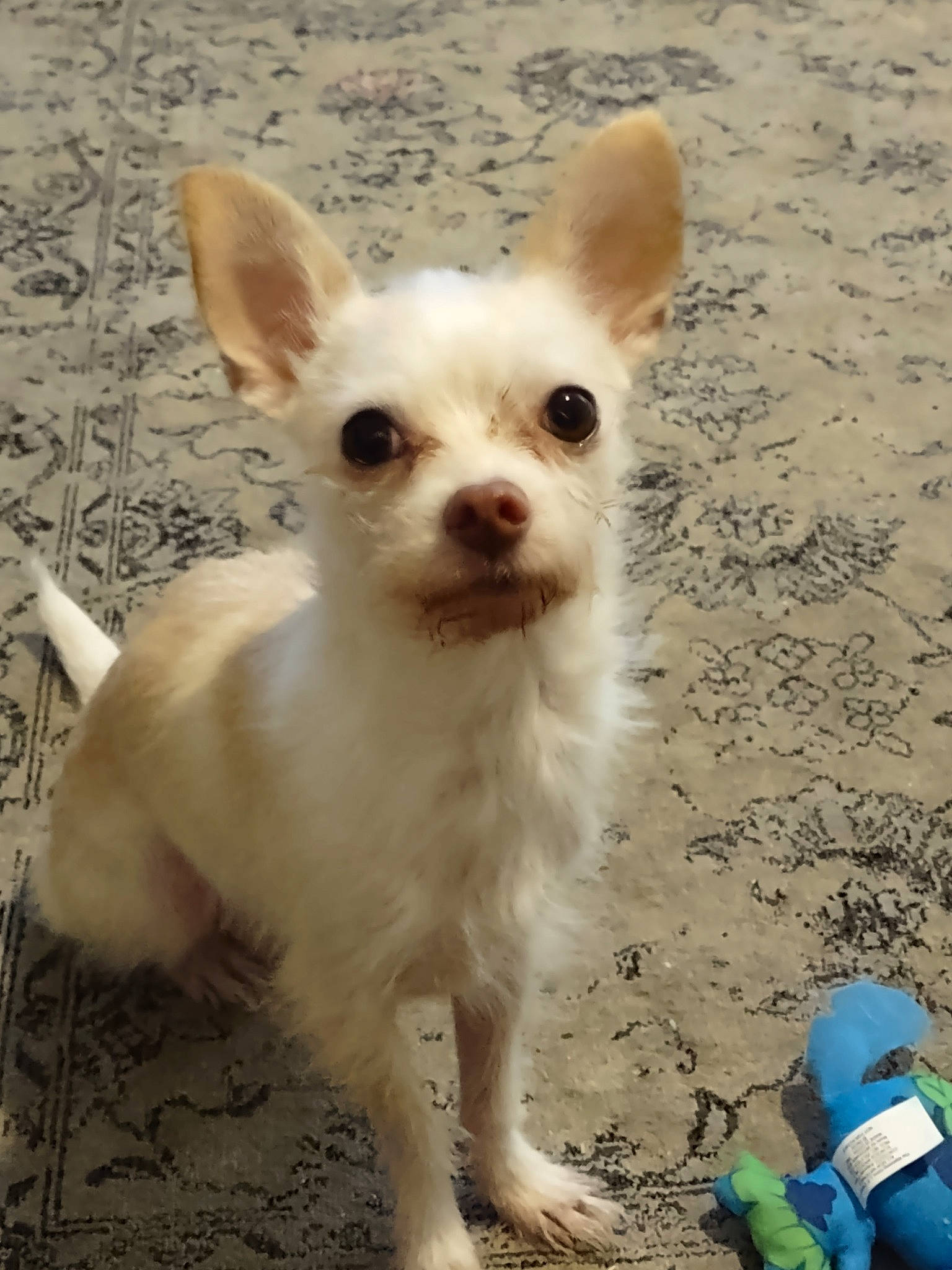 Cubby is registered to the contest to win money with this photo: beach, canidae, carnivore, chihuahua, companion_dog, corgi_chihuahua, dog, dog_breed, ear, fawn, fur, non_sporting_group, snout, soil, sporting_group, tail, terrestrial_animal, toy_dog, whiskers, working_animal