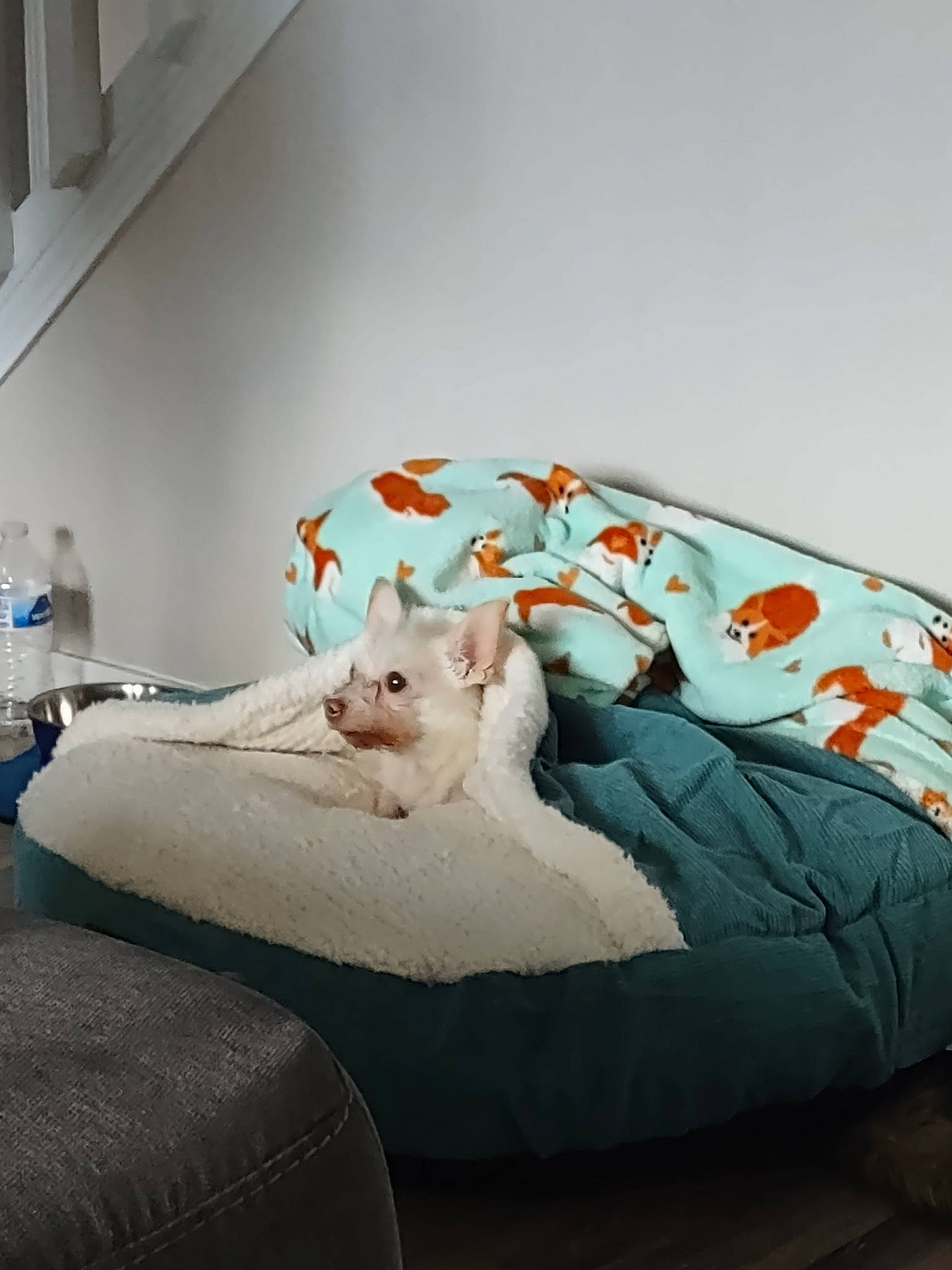 Cubby joined the competition — help win amazing prizes! bed, bedding, carnivore, cat, comfort, companion_dog, couch, domestic_short_haired_cat, fawn, felidae, flooring, fur, grey, linens, living_room, room, small_to_medium_sized_cats, tail, throw_pillow, whiskers