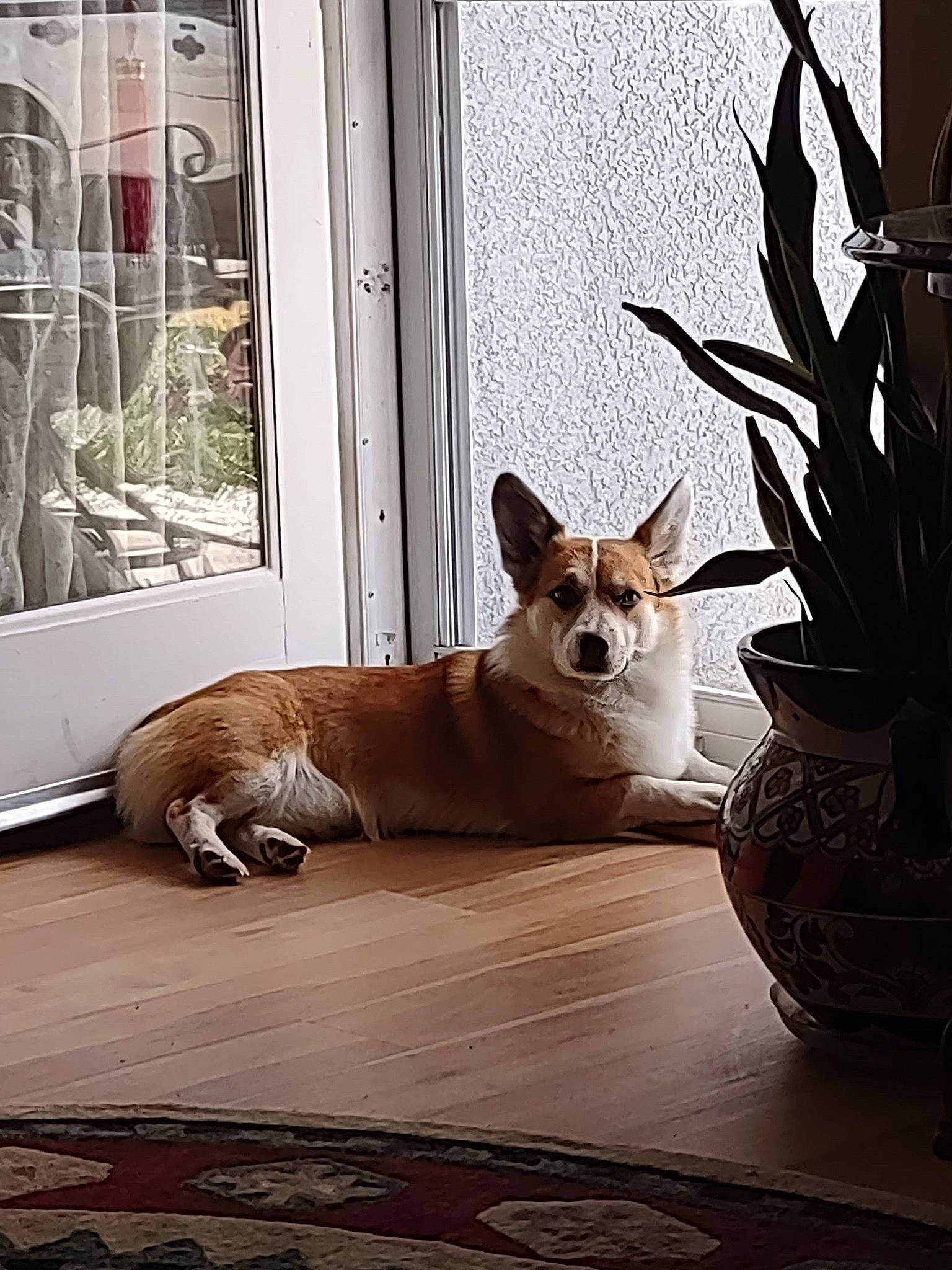 Hammy is registered to the contest to win money with this photo: carnivore, comfort, companion_dog, dog, dog_breed, door, fawn, felidae, floor, flooring, flowerpot, hardwood, houseplant, plant, small_to_medium_sized_cats, tail, tints_and_shades, whiskers, window, wood