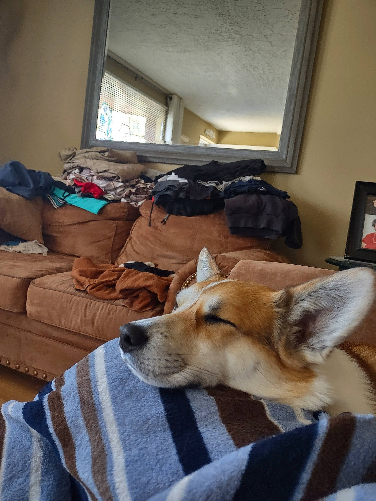 Hammy is registered to the contest to win money with this photo: carnivore, comfort, companion_dog, curtain, dog, dog_breed, door, fawn, floor, flooring, hardwood, interior_design, linens, living_room, picture_frame, small_to_medium_sized_cats, sporting_group, whiskers, window, wood