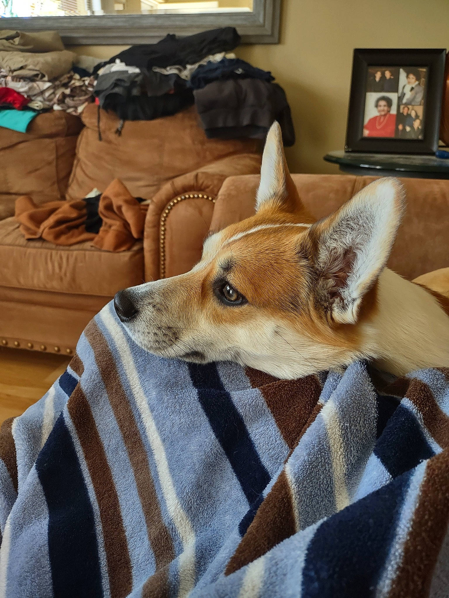 Hammy joined the competition — help win amazing prizes! carnivore, comfort, companion_dog, couch, dog, dog_breed, fawn, flooring, fur, furniture, linens, living_room, picture_frame, pillow, room, snout, textile, whiskers, window, wood