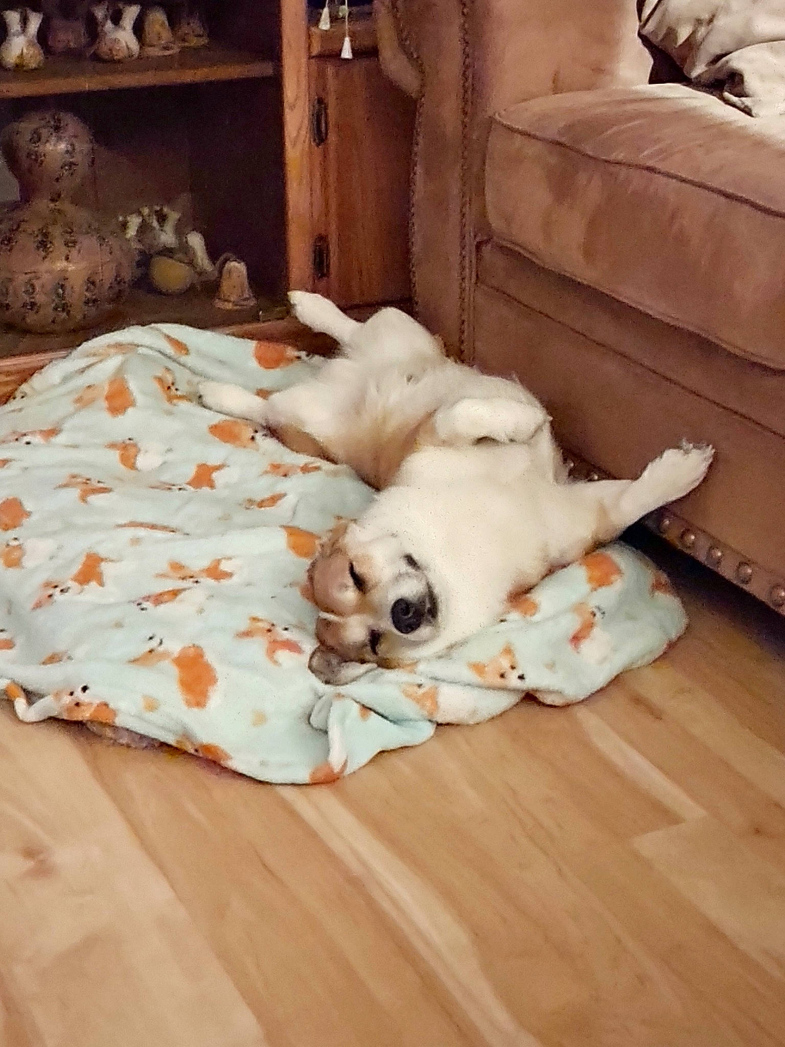 Hammy joined the competition — help win amazing prizes! carnivore, comfort, companion_dog, couch, dog, dog_breed, fawn, felidae, floor, flooring, fur, hardwood, linens, living_room, small_to_medium_sized_cats, studio_couch, tail, textile, wood, wood_flooring