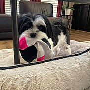 Uno is registered to the contest to win money with this photo: dog, sock, black_and_white, pet, indoor, living_room, blanket, floor, furniture, plant, curtains, leather_chair, playful, cute, canine, houseplant, carpet, toy, fur, small_dog
