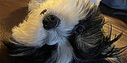 Uno is registered to the contest to win money with this photo: dog, black_and_white, fluffy, pet, lying_down, upside_down, fur, nose, eyes, leather, closeup, cute, indoor, animal, mammal, playful, cozy, portrait, relaxed, companion