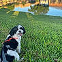 Uno is registered to the contest to win money with this photo: dog, grass, pond, reflection, water, leash, harness, black_and_white, outdoor, sunny, nature, park, trees, smiling, pet, happy, animal, daylight, canine, sitting