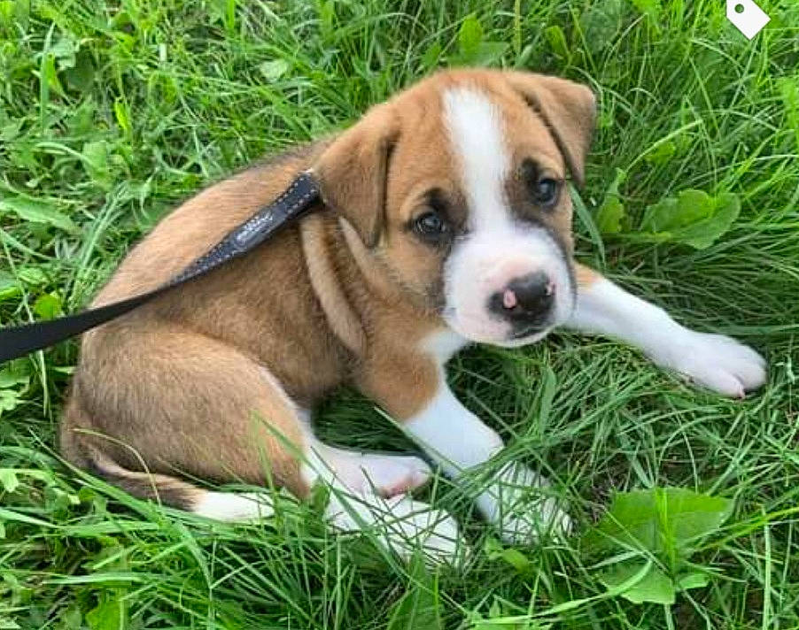 Guss is registered to the contest to win money with this photo: ancient_dog_breeds, beaglier, canidae, companion_dog, dog, dog_breed, fawn, grass, groundcover, herb, hunting_dog, plant, sedge_family, tail, terrestrial_animal, working_animal, working_dog