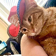 Chicago is registered to the contest to win money with this photo: animal, arm, casual, cat, close_up, cowboy_hat, domestic, fabric, feline, ginger_cat, hat, home, indoor, person, pet, pillow, relaxed, resting, soft_light, window_blinds