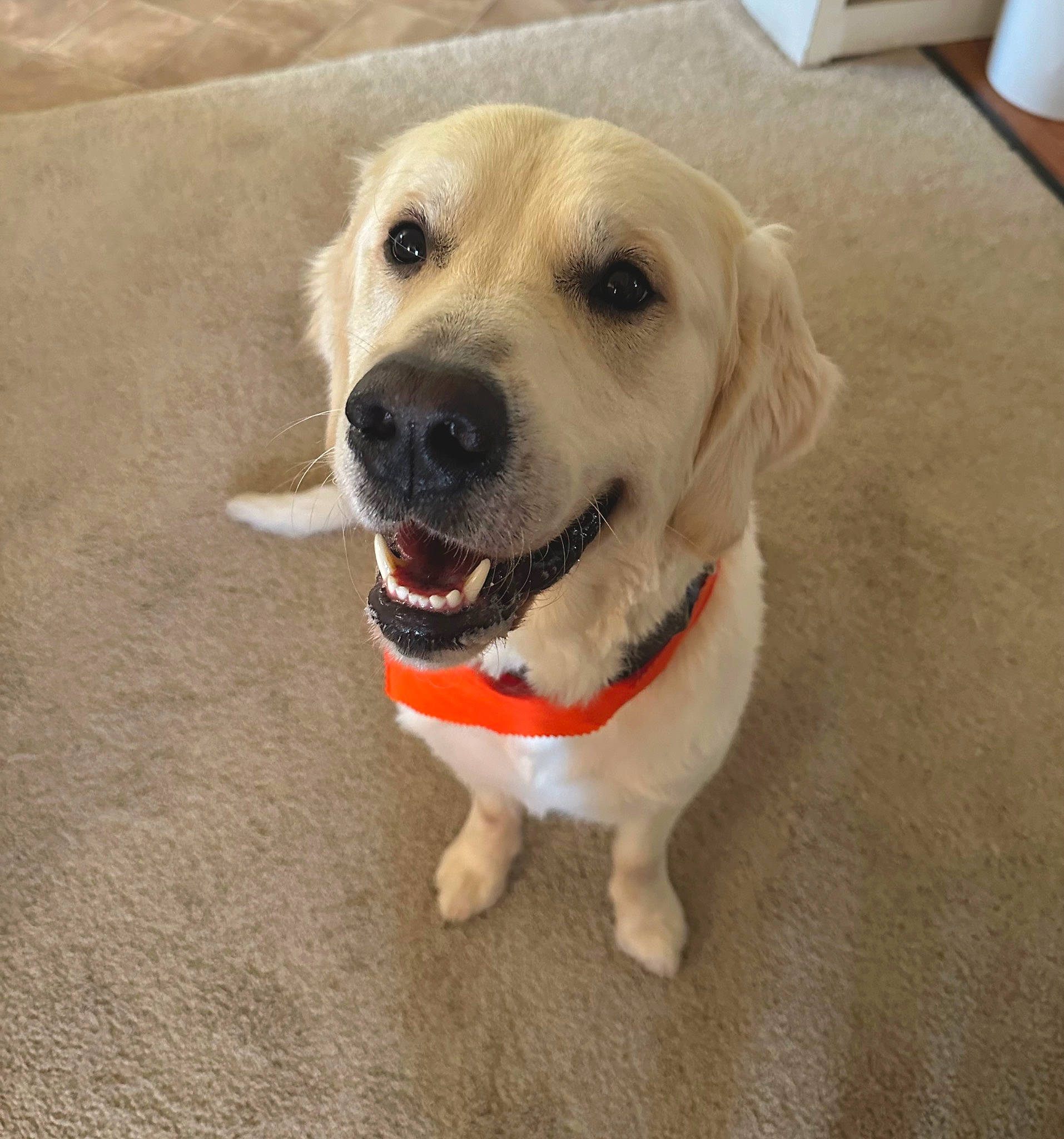 Kylo joined the competition — help win amazing prizes! canidae, carnivore, collar, companion_dog, dog, dog_breed, dog_collar, dog_supply, fawn, flooring, fur, pet_supply, snout, sporting_group, whiskers, working_animal