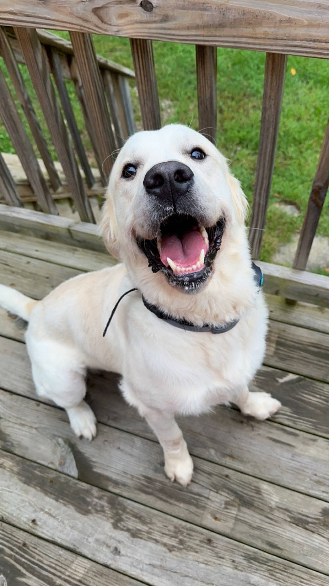 Kylo is registered to the contest to win money with this photo: canidae, carnivore, collar, companion_dog, dog, dog_breed, dog_collar, dog_supply, fang, fawn, fence, hardwood, home_fencing, pet_supply, snout, sporting_group, whiskers, wood, working_animal, working_dog