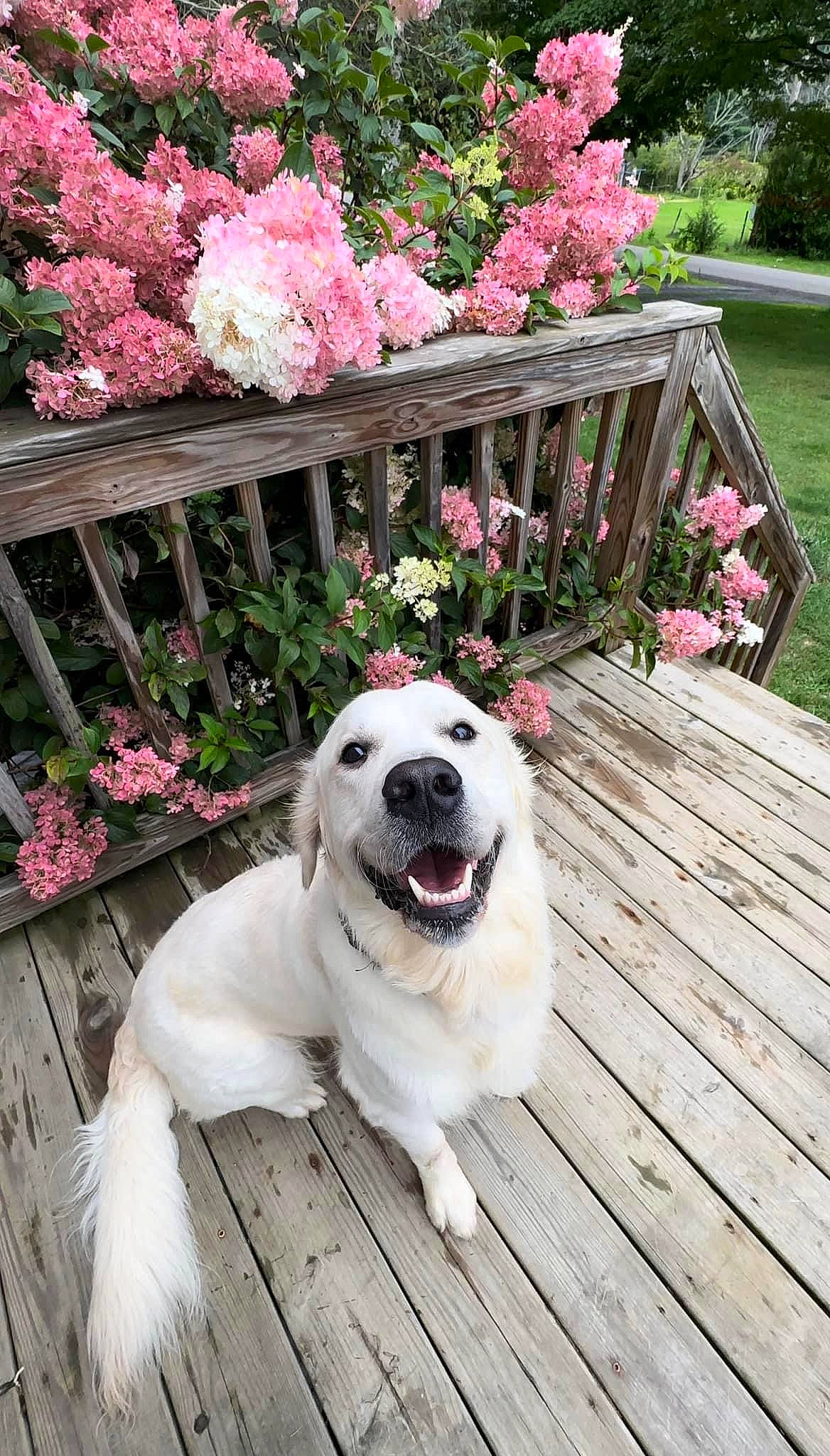 Kylo joined the competition — help win amazing prizes! annual_plant, canidae, carnivore, collar, companion_dog, dog, dog_breed, fawn, flower, flowerpot, garden, grass, pet_supply, petal, plant, shrub, snout, sporting_group, tree, wood