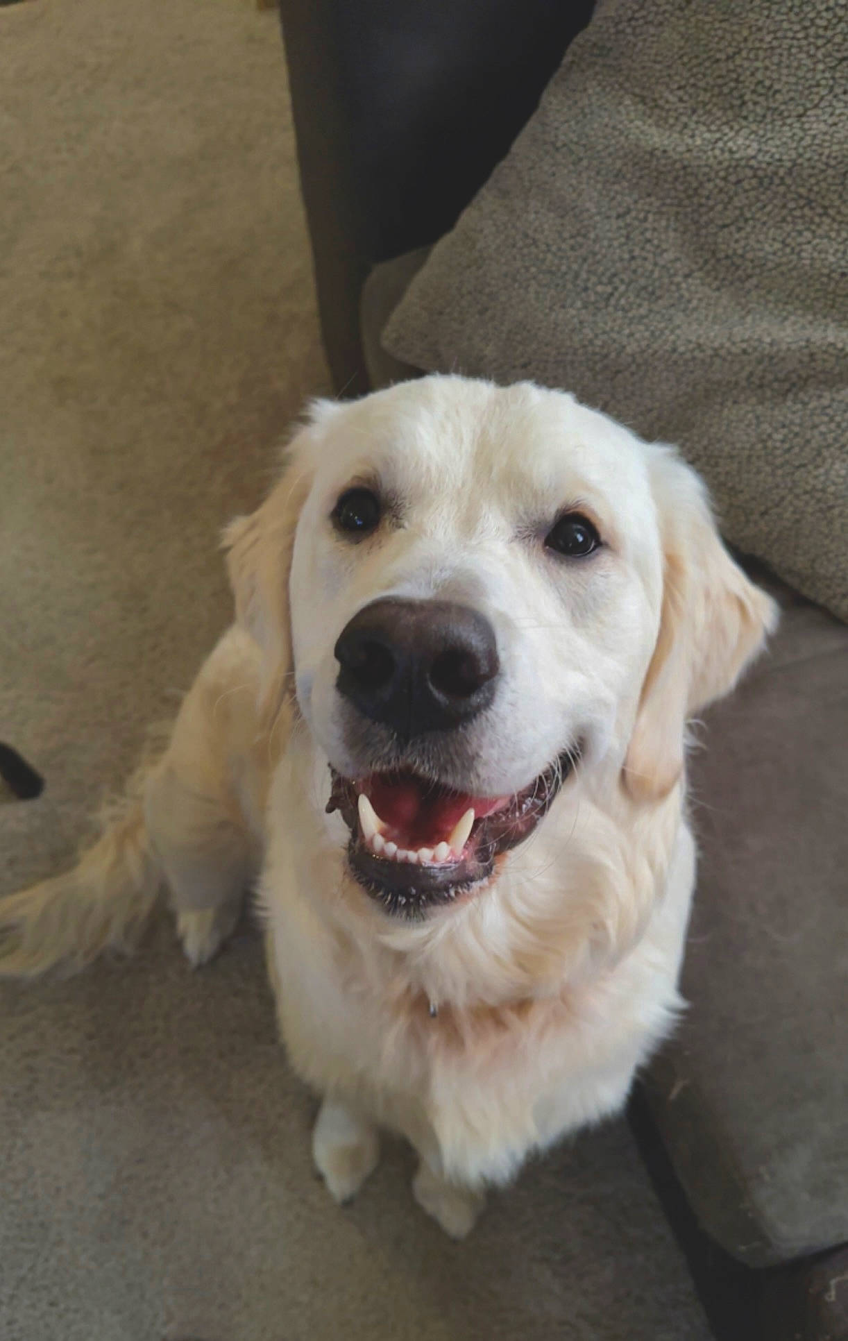 Kylo is registered to the contest to win money with this photo: canidae, carnivore, collar, companion_dog, dog, dog_breed, dog_collar, fang, fawn, fur, gun_dog, natural_material, pet_supply, smile, snout, sporting_group, whiskers, working_animal, working_dog