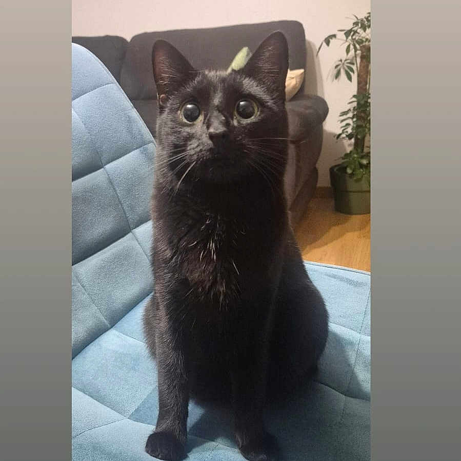 Stela a rejoint le concours — aidez-le/la à gagner de superbes lots ! black_cat, cat, indoor, chair, blue_cushion, living_room, sofa, plant, wooden_floor, wide_eyes, pet, animal, curious, sitting, feline, cozy, domestic, fur, home, cute