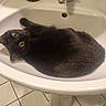Stela a rejoint le concours — aidez-le/la à gagner de superbes lots ! cat, black_cat, sink, bathroom, tile_floor, curled_up, looking_up, pet, animal, indoor, home, cute, feline, whiskers, ears, eyes, relaxed, resting, domestic_cat, white_sink