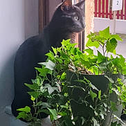 Stela participe au concours pour gagner de l'argent avec cette photo : cat, black_cat, windowsill, window, potted_plant, ivy, green_leaves, indoor, natural_light, looking_outside, animal, pet, quiet, serene, contemplative, feline, domestic_cat, houseplant, sunlight, plant_pot