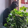 cat, black_cat, windowsill, window, potted_plant, ivy, green_leaves, indoor, natural_light, looking_outside, animal, pet, quiet, serene, contemplative, feline, domestic_cat, houseplant, sunlight, plant_pot