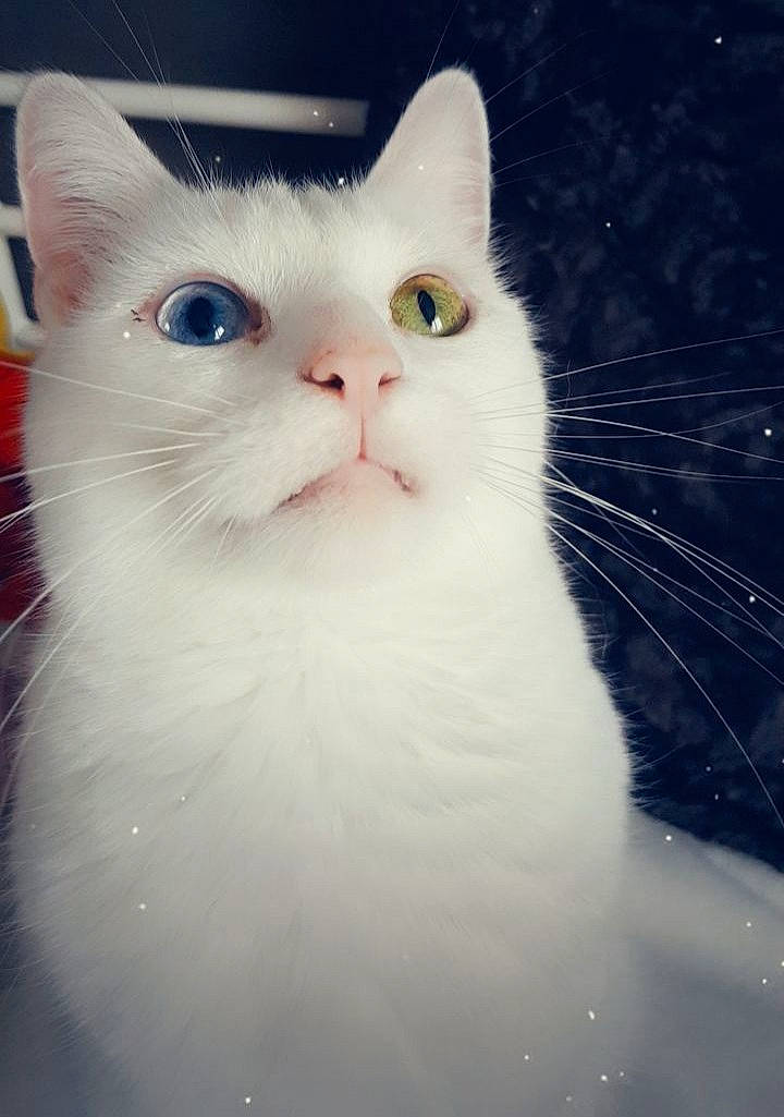 Olaf participe au concours pour gagner de l'argent avec cette photo : carnivore, cat, domestic_short_haired_cat, felidae, fur, paw, rectangle, small_to_medium_sized_cats, snout, tail, terrestrial_animal, whiskers, window