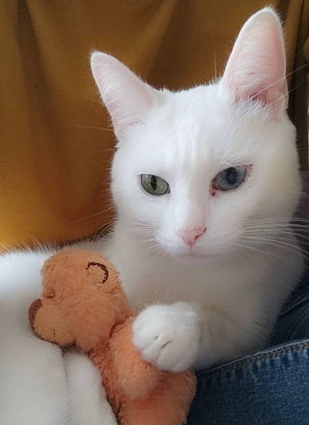 Olaf participe au concours pour gagner de l'argent avec cette photo : carnivore, cat, claw, comfort, domestic_short_haired_cat, ear, fawn, felidae, fur, paw, plush, small_to_medium_sized_cats, snout, stuffed_toy, tail, toy, whiskers
