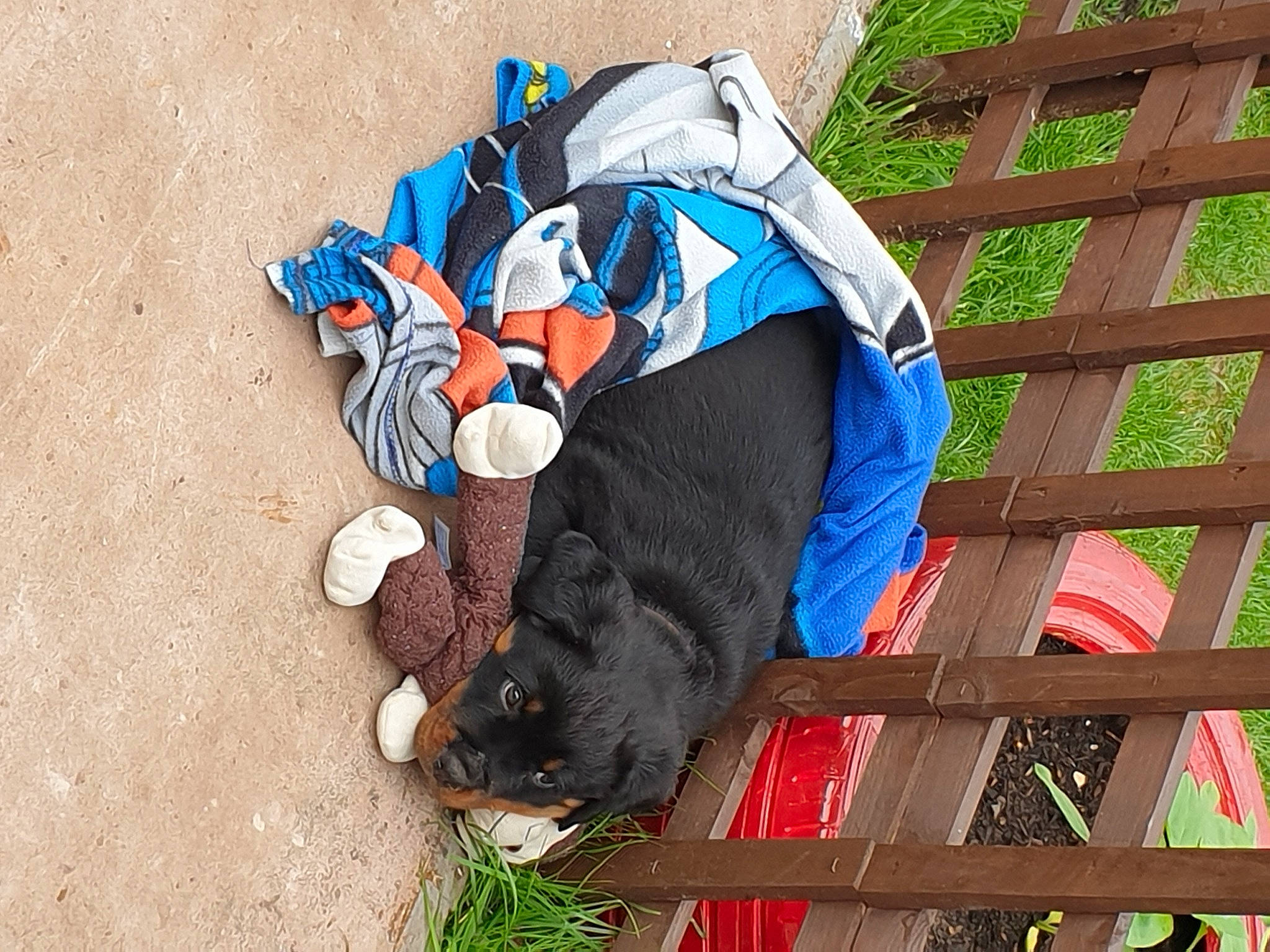 Bayley joined the competition — help win amazing prizes!