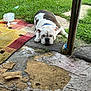 Bean is registered to the contest to win money with this photo: bulldog, dog, pet, grass, rug, porch, outdoor, collar, sleepy, resting, lawn, blue_barrel, trailer, torn_floor, mat, chew_debris, patio, dirty, white_fur, brown_spots
