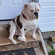 Bean joined the competition — help win amazing prizes! bulldog, collar, concrete, dog, door, expression, grass, house_siding, leash, outdoor, paw, pet, porch, red_collar, sitting, stoic, welcome_mat, white_bulldog, wooden_steps, wrinkled_face