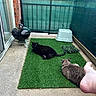 artificial_grass, balcony, black_cat, brick_wall, cat, collar, concrete_floor, grill, human_foot, litter_box, lounging, outdoor, patio, pet, planter, privacy_screen, railings, rope, sliding_door, tabby_cat